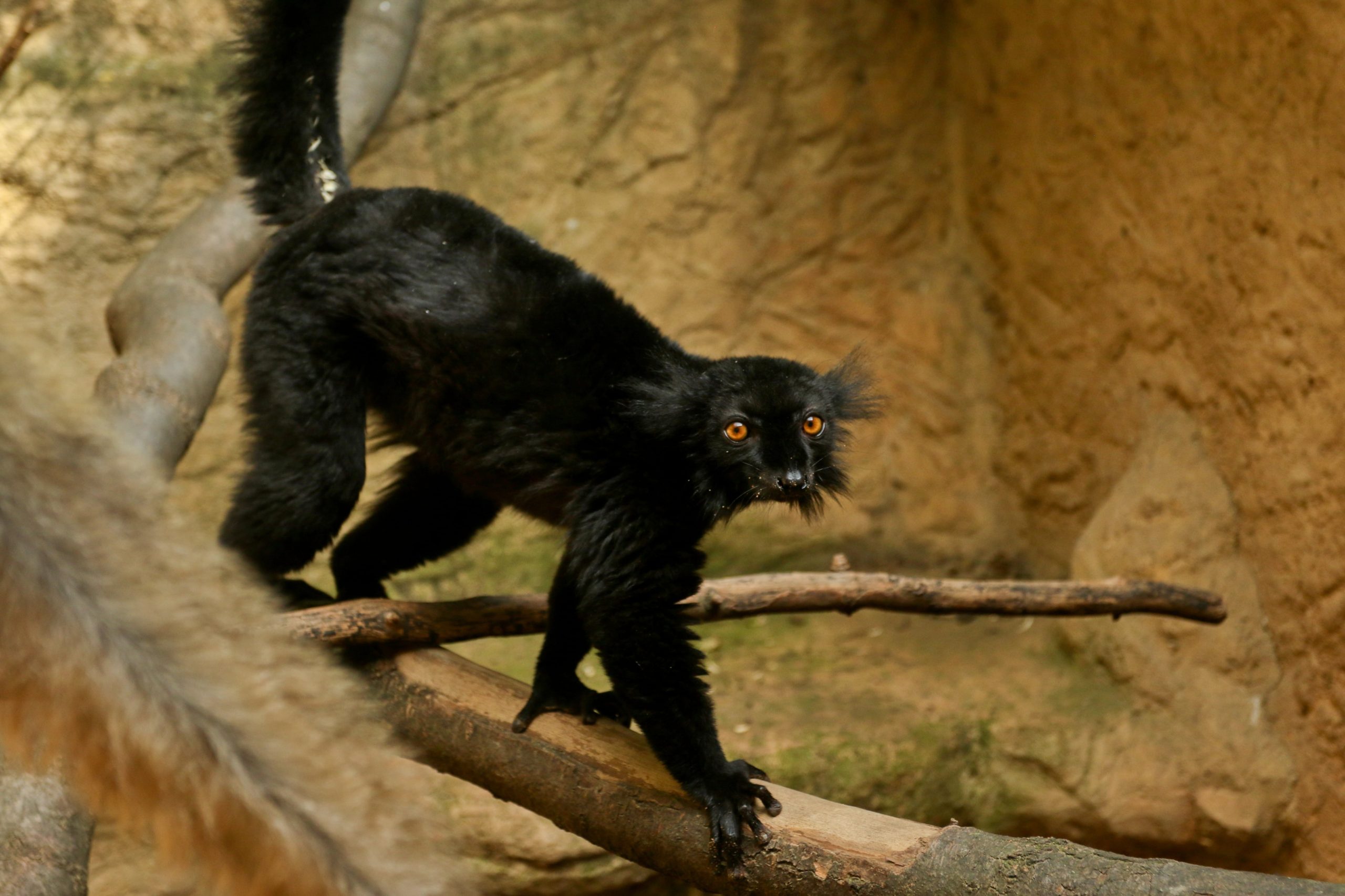 Lemur tmavý samec