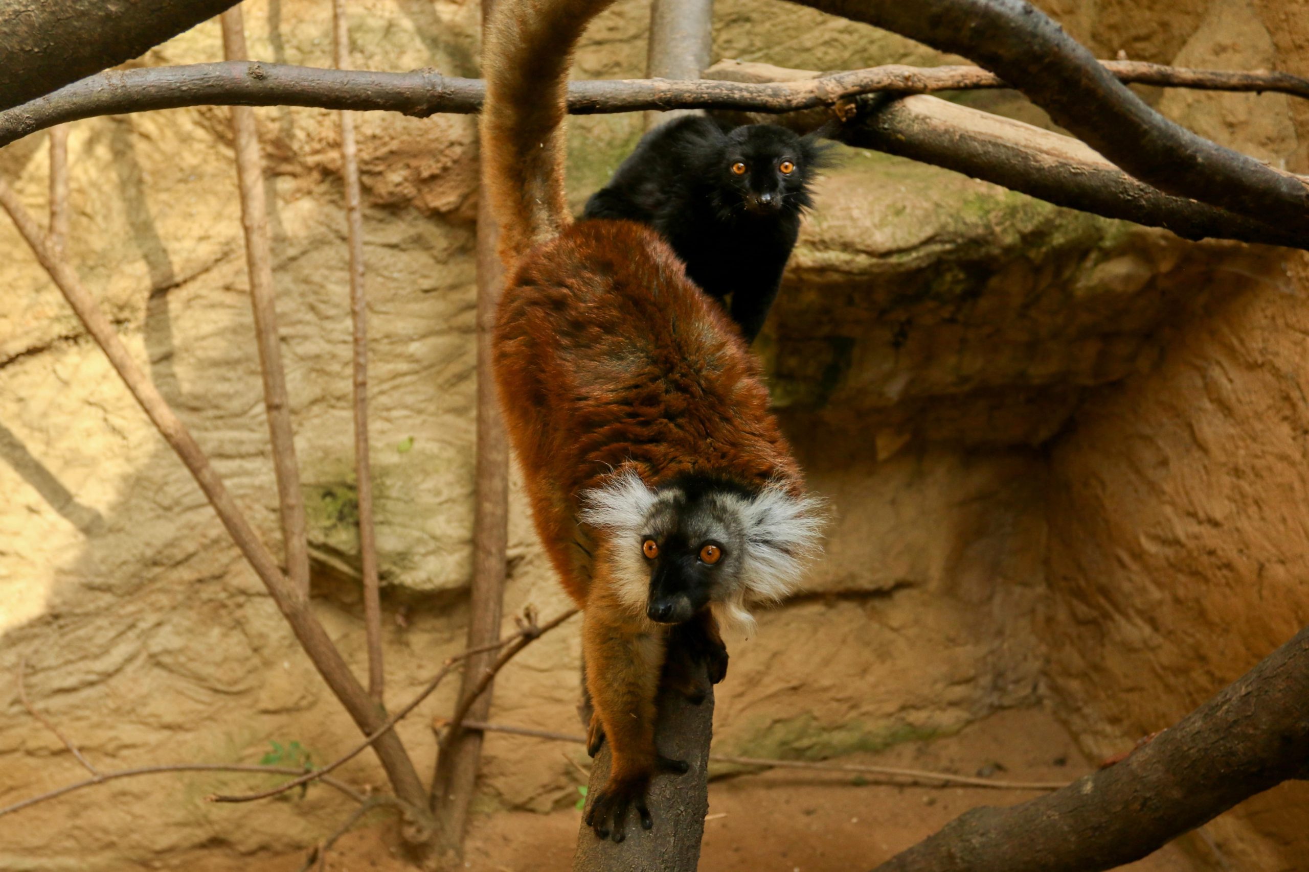 Lemur tmavý pár