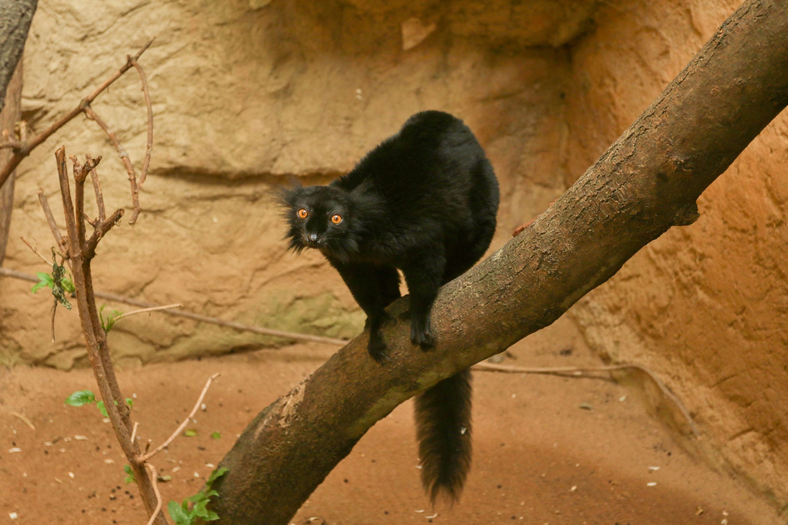 Lemur tmavý samec