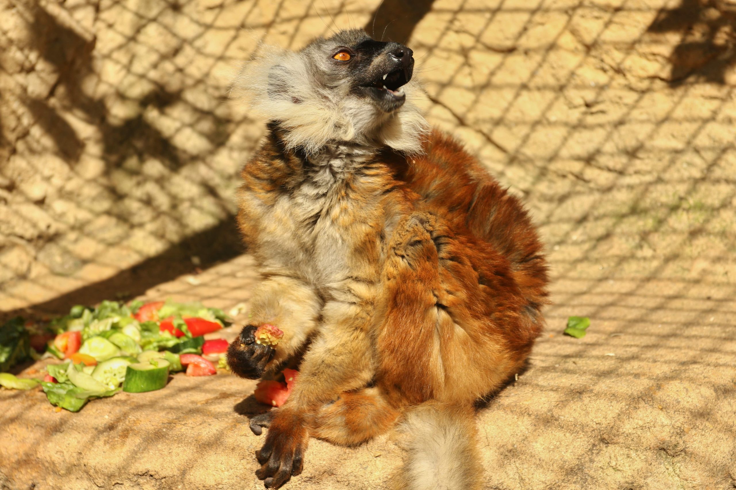 Lemur tmavý samice