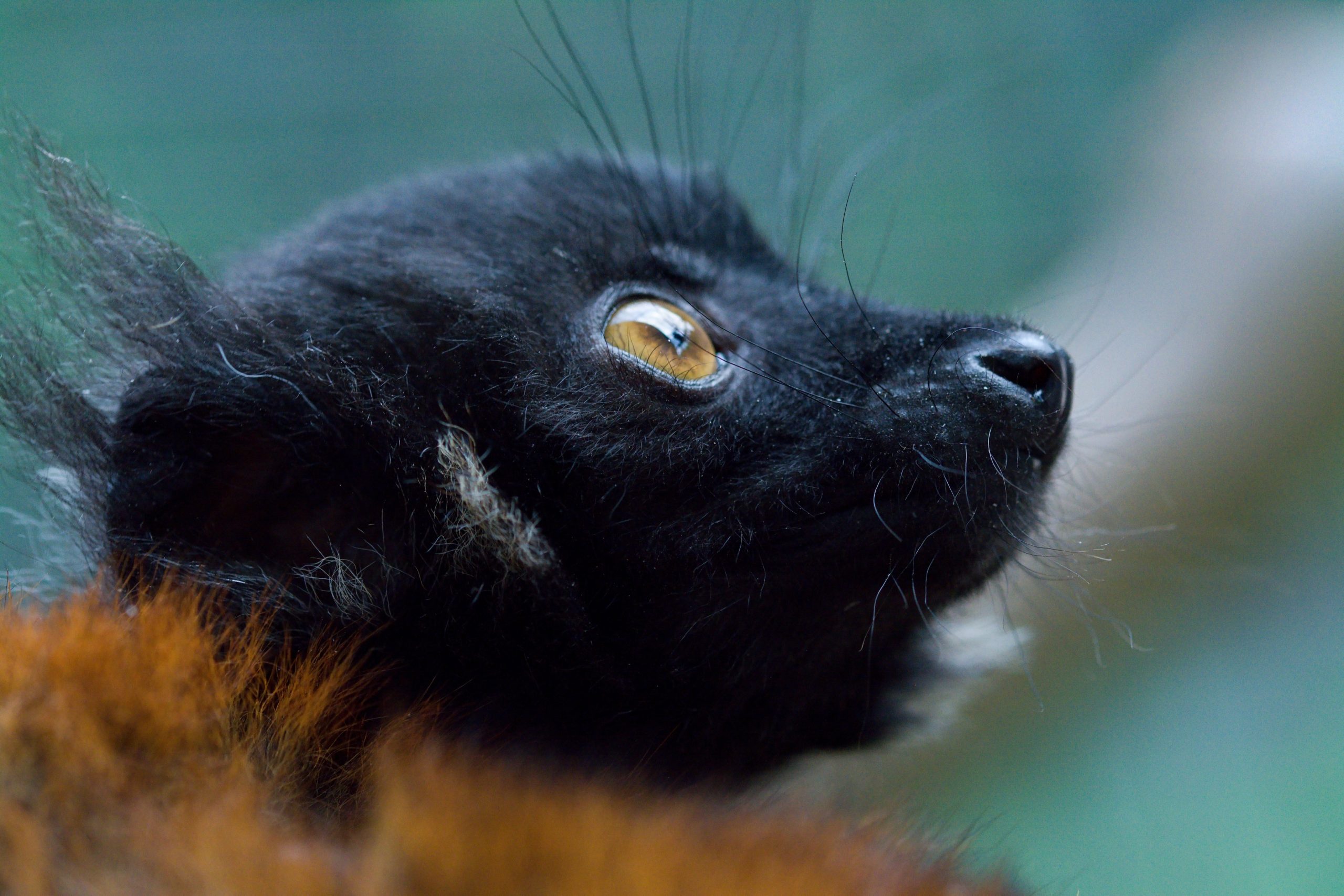 Lemur tmavý mládě