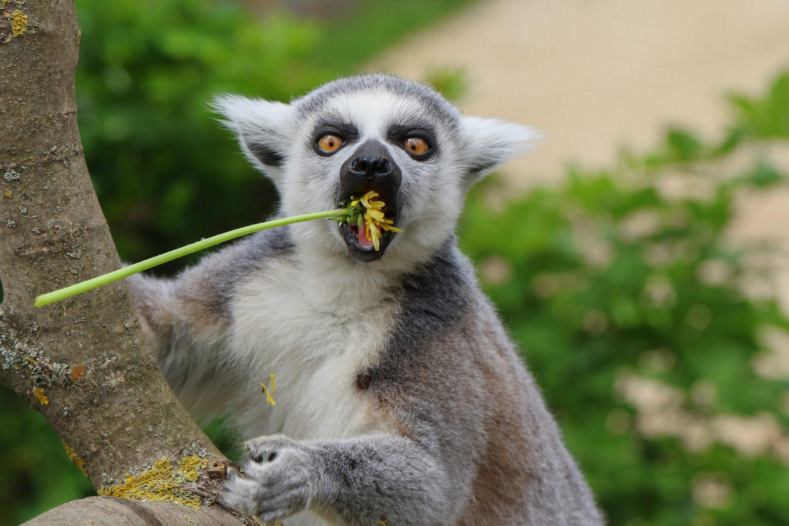 Lemur a pampeliška_DK_2021(1)-min