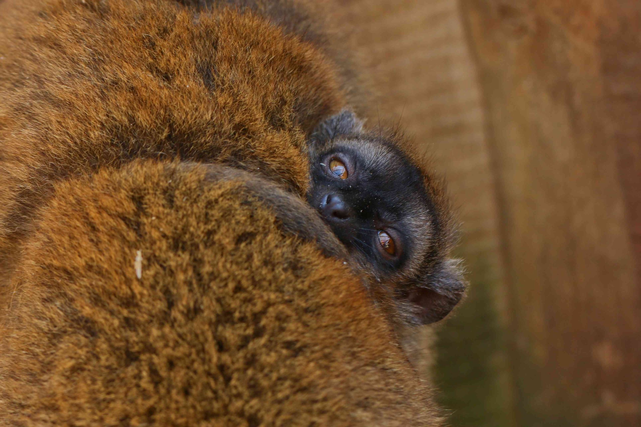 Lemur hnědý mládě_DK_2022 (1)-min