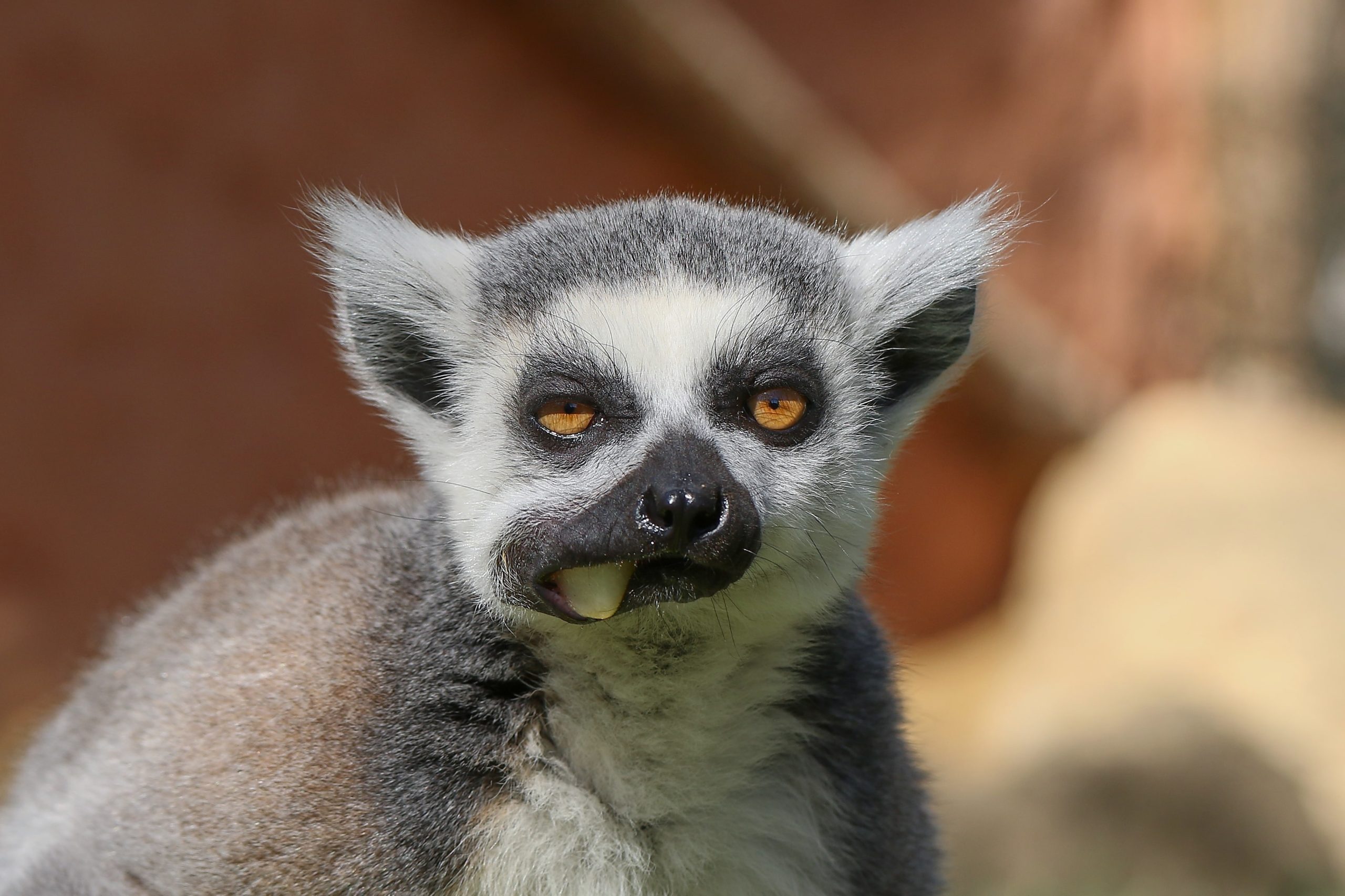 Lemur kata xicht_DK_2021-min