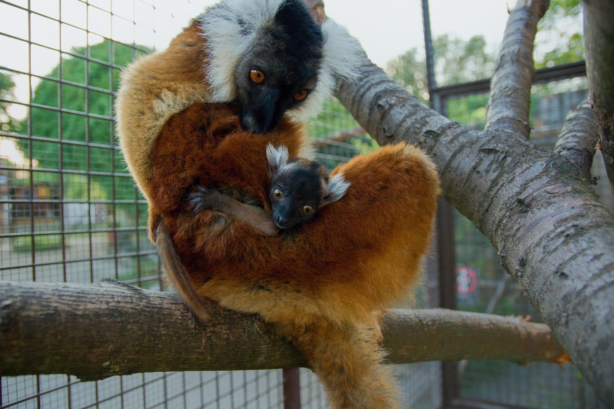 Lemur tmavý samice s mládětem