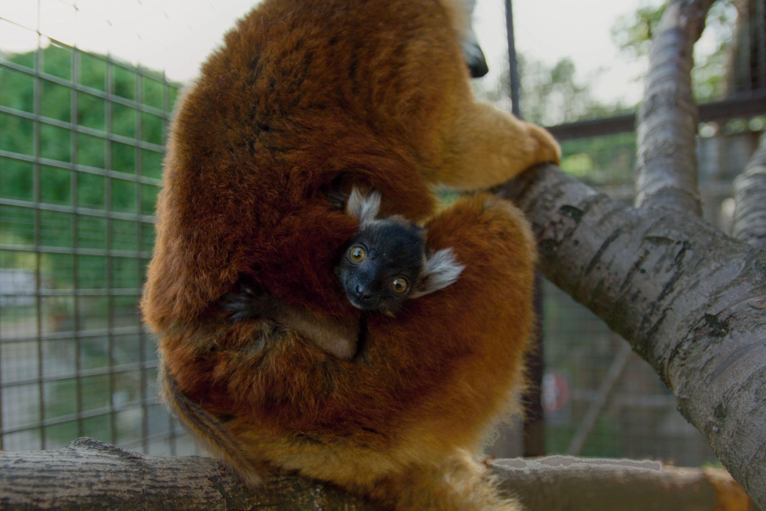 Lemur tmavý samice s mládětem