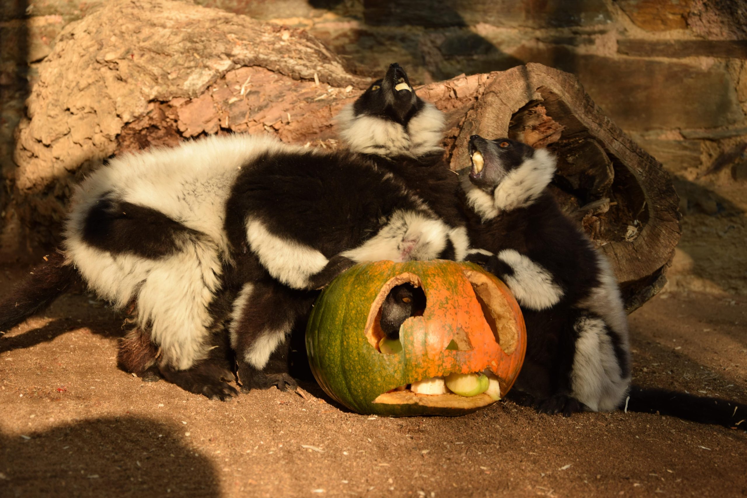 Lemur vari skupina s dýní