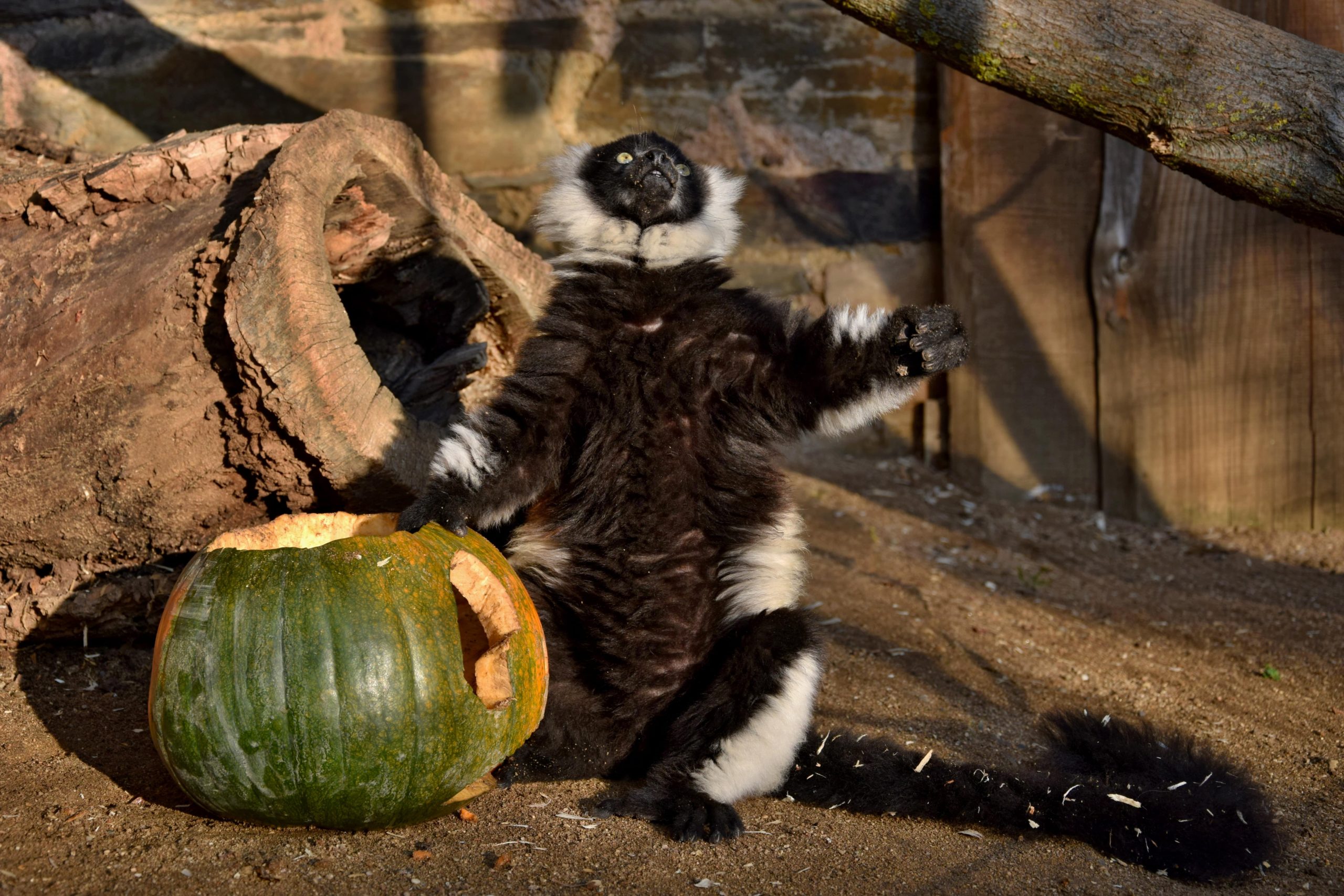 Lemur vari s dýní