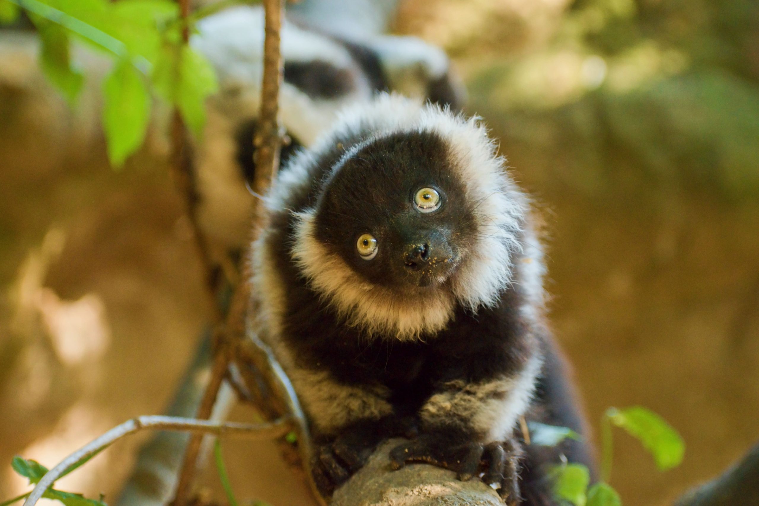 Lemur vari mládě