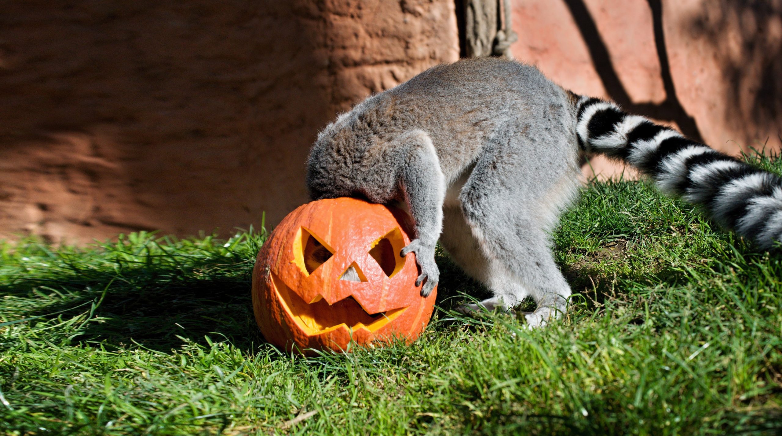 lemurpumpkin-big-min