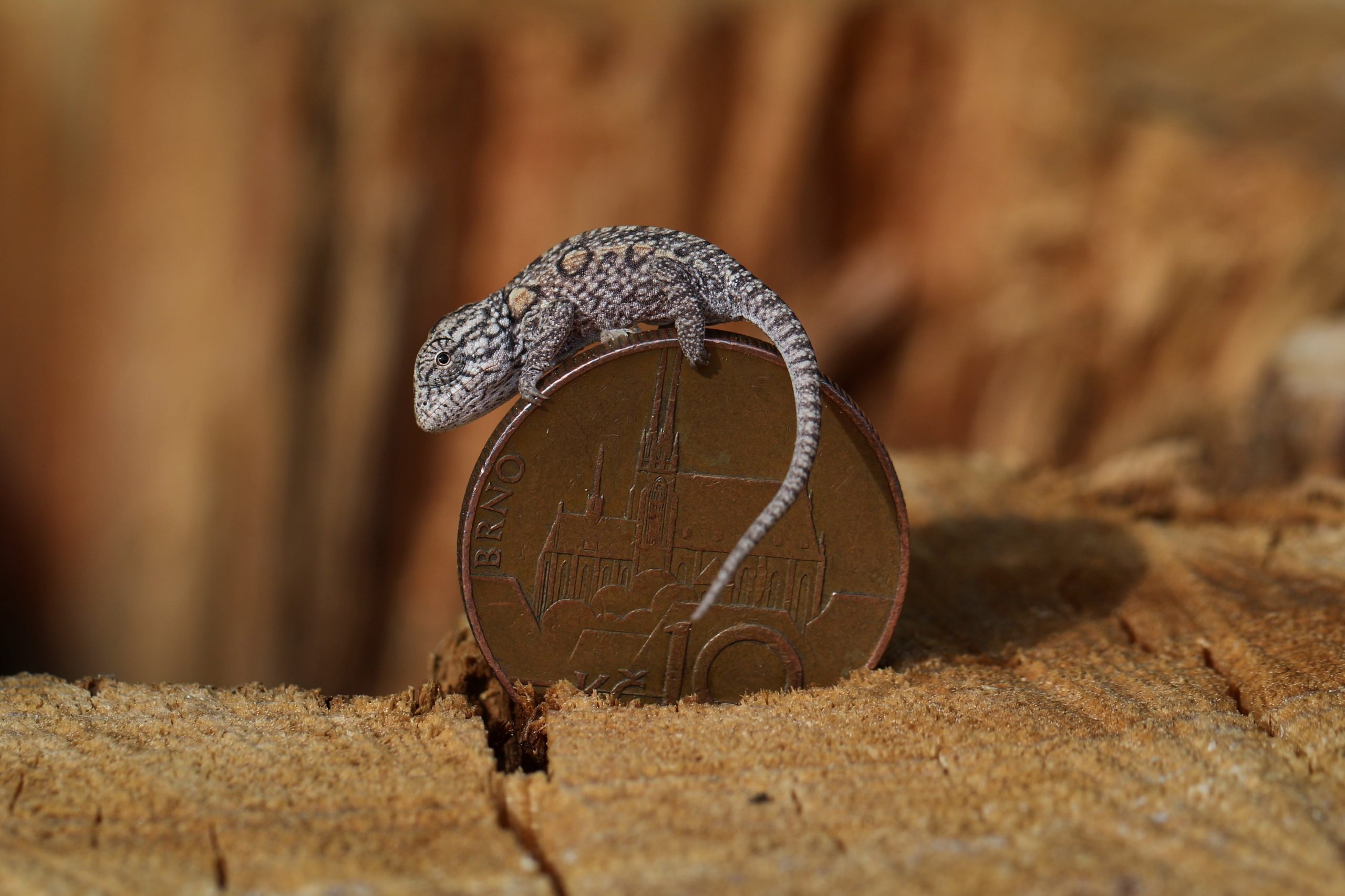 Chameleon kobercový na minci_DK_2022-min