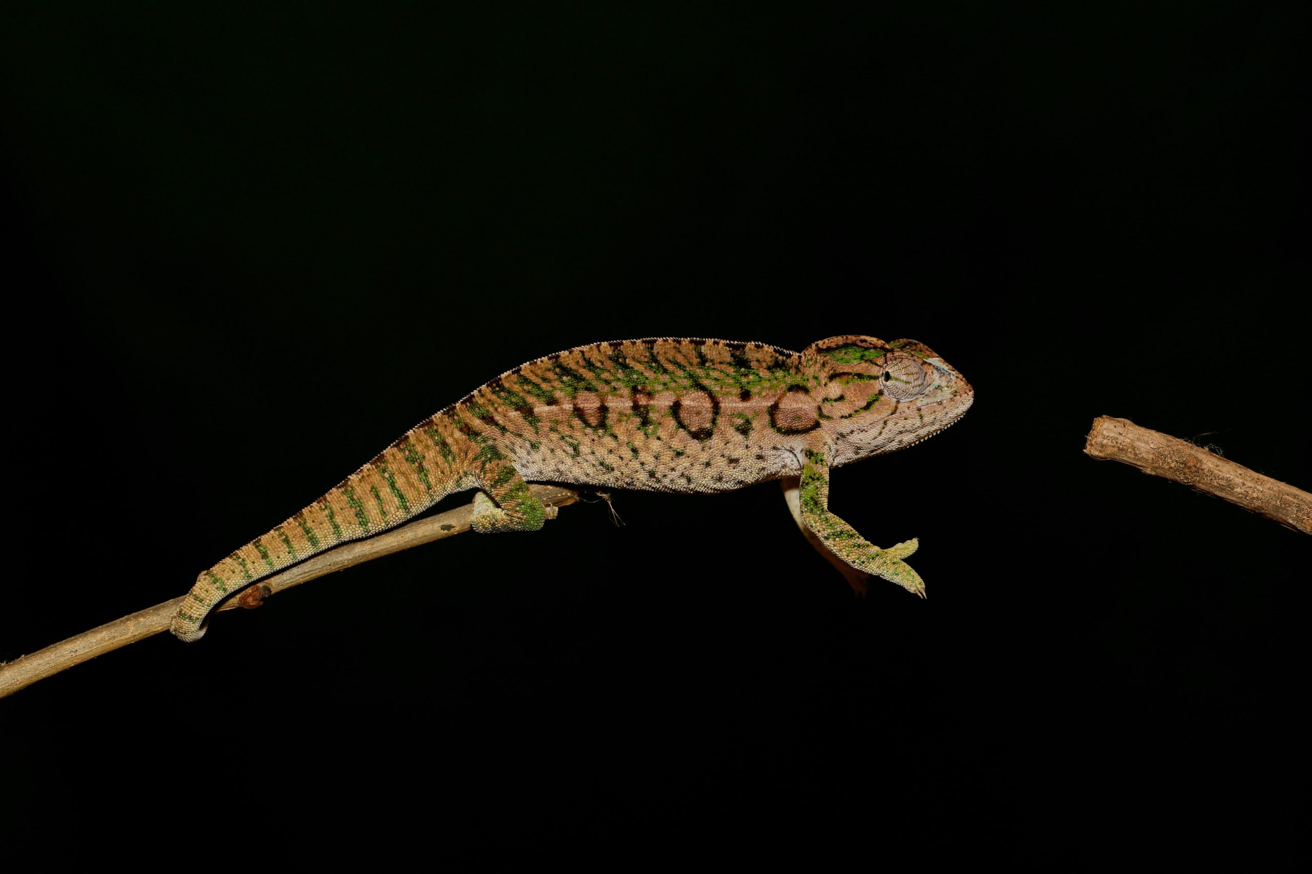 Chameleon kobercový tmavé pozadí_DK_2022 (3)-min