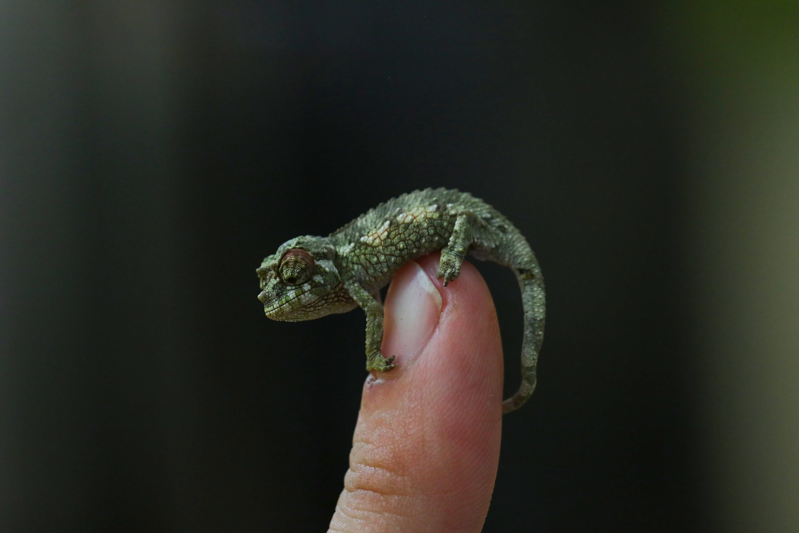 Chameleon třírohý mládě_DK_2021-min