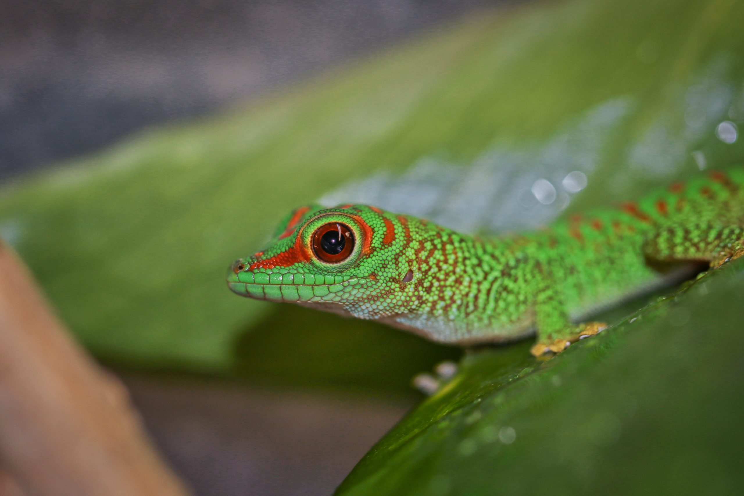 První mláďata roku jsou barevní gekoni z Madagaskaru! – Zoopark Zájezd